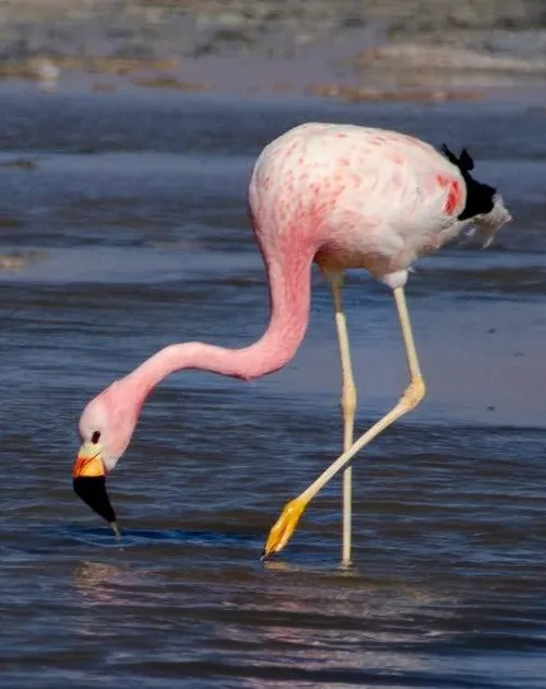 flamingo-h