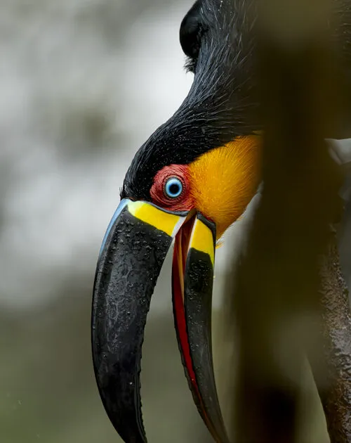 toucan-black
