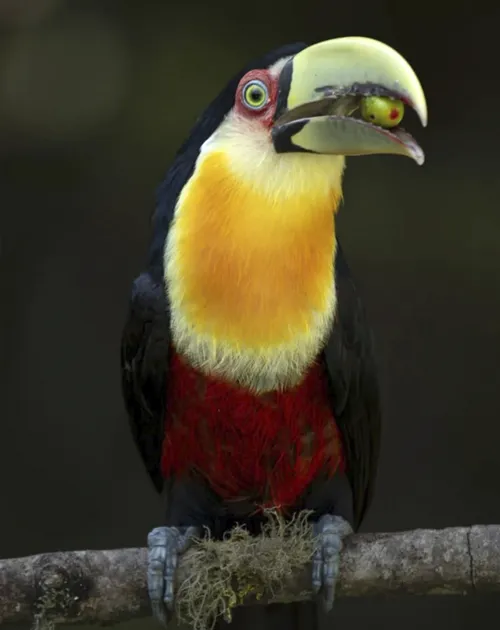 Toucan Eating
