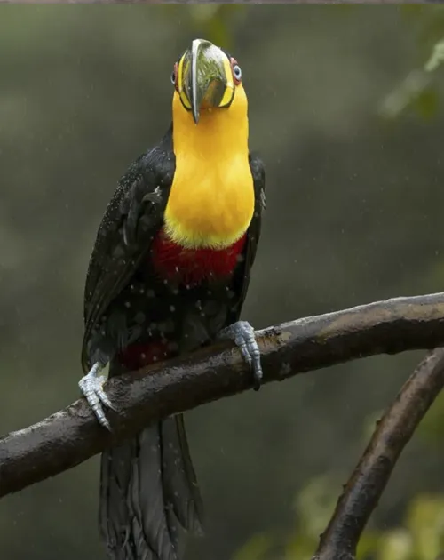 Magnificent Toucan
